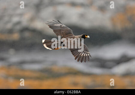 Gekerbten Caracara Phalcoboenus Australis neue ist Falkland-Inseln Stockfoto