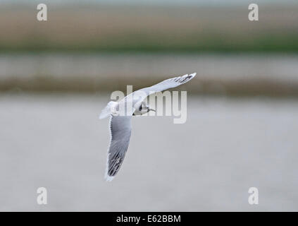 Kleine Möwe Hydrocoloeus Minutus oder Larus Minutus) Cley Norfolk April Stockfoto