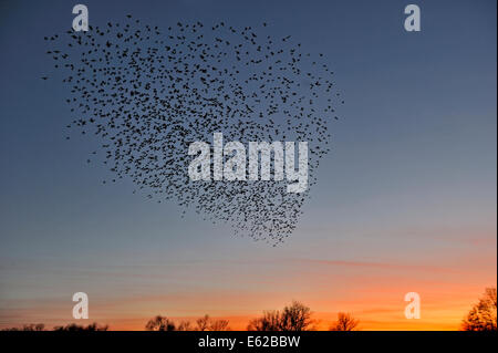 Stare Sturnus Vulgarus Ankunft im Quartier Strumpshaw Fen RSPB Reserve Norfolk Stockfoto