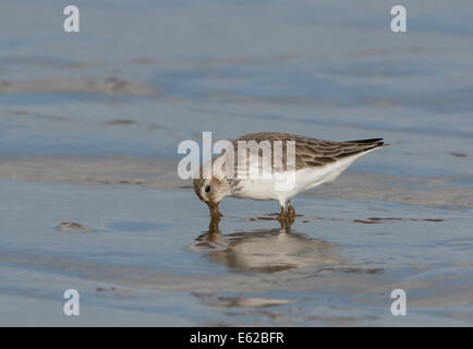 Alpenstrandläufer Calidris Alpina in nicht Zucht Gefieder Brancaster Norfolk Stockfoto