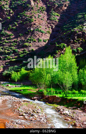 Imlil-Tal, Stream, Nussbaum Pfirsichbäume blühen, Paul Street, Reisen & Landschaft Fotograf, Marokko, Stockfoto