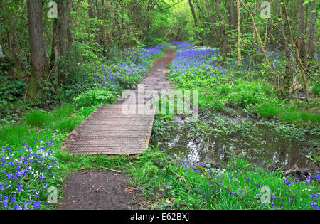 Ein Wanderweg durch den alten Wald mit Glockenblumen im Frühjahr bei Foxley Wood, Norfolk, England, Vereinigtes Königreich. Stockfoto