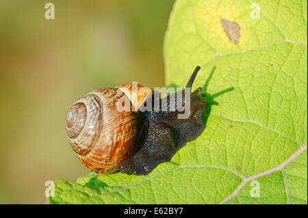 Wäldchen Schnecke, Baum-Schnecke oder Obstgarten Schnecke (Arianta Arbustorum), North Rhine-Westphalia, Germany Stockfoto