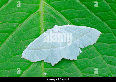 Leichte Emerald Moth (Campaea Margaritata), Nordrhein-Westfalen, Deutschland Stockfoto