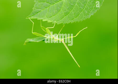 Walking Leaf oder Blatt Insekt (Phyllium Philippinicum, Phyllium Siccifolium), Männlich, Nymphe Stockfoto