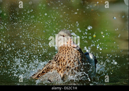 Stockente oder wilde Ente (Anas Platyrhynchos), weibliche Baden, North Rhine-Westphalia, Germany Stockfoto