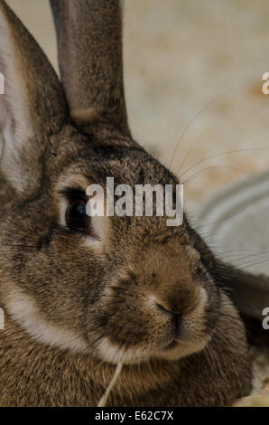 Riesen Hase headshot Stockfoto