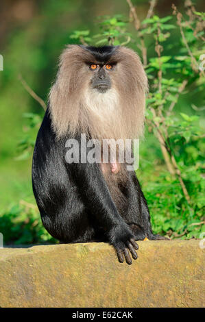 Löwe-tailed Macaque oder Wanderoo (Macaca Silenus), Weiblich Stockfoto