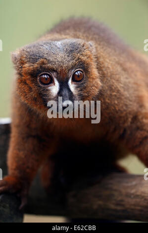 Rotbauch-Lemur (Eulemur Rubriventer) Stockfoto