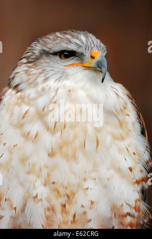 Eisenhaltiger Falke (Buteo Regalis) Stockfoto