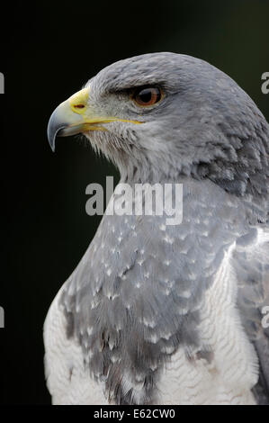 Schwarz-chested Bussard-Adler, Grey Eagle-Bussard, Aguja oder chilenische Blue Eagle (Geranoaetus Melanoleucus) Stockfoto