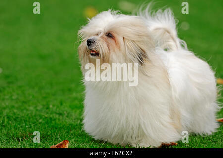 Coton de Tulear (Canis Lupus Familiaris) Stockfoto