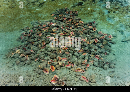 verworfen, Queen Conch Muscheln im flachen Wasser, Nassau, Providence Island, Bahamas Stockfoto