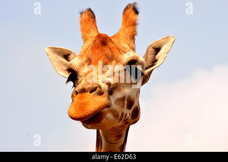 Giraffe Headshot Stockfoto