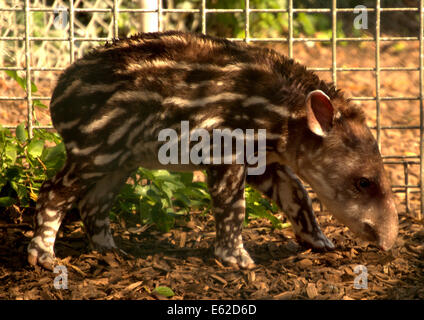 Baby-Tapir Stockfoto