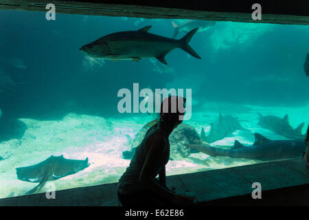 Mädchen Blick auf Fische im Aquarium Tank, Atlantis Paradise Island Resort, The Bahamas Stockfoto