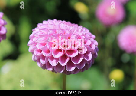 Rosa Dahlie Blüte im Sonnenlicht Stockfoto