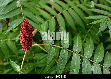 Rote Steinfrucht von einem Staghorn Sumach mit grünen zusammengesetzte Blätter Stockfoto