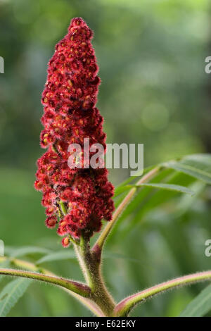 Nahaufnahme der rote Steinfrucht Obst und Fuzzy Schaft eines Staghorn sumac im Freien Stockfoto