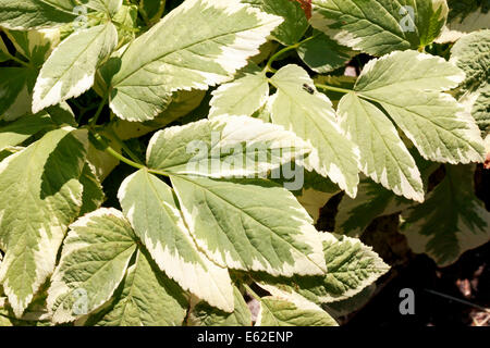 Cornus Alba Elegantissima Nahaufnahme Stockfoto