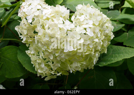 Hydrangea Arborescens Annabelle Nahaufnahme, fast Herz geformt Blütenstand Stockfoto