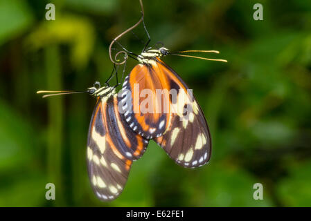 Ein paar Tiger gestreift Longwing Schmetterlinge Stockfoto