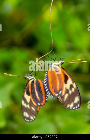 Ein paar Tiger gestreift Longwing Schmetterlinge Stockfoto