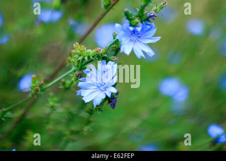 Cichorium Intybus, blaue Chicorée Nahaufnahme Stockfoto