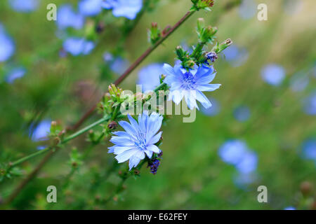 Cichorium Intybus, blaue Chicorée Nahaufnahme Stockfoto