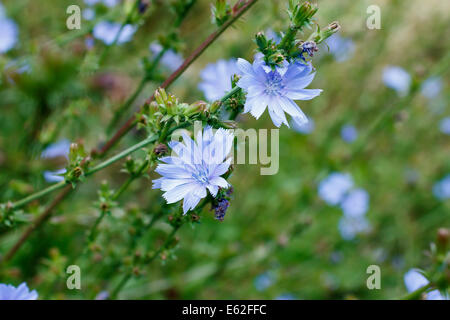 Cichorium Intybus, blaue Chicorée Nahaufnahme Stockfoto