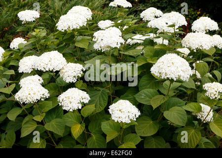 Hydrangea Arborescens Annabelle weiße Strauch Stockfoto