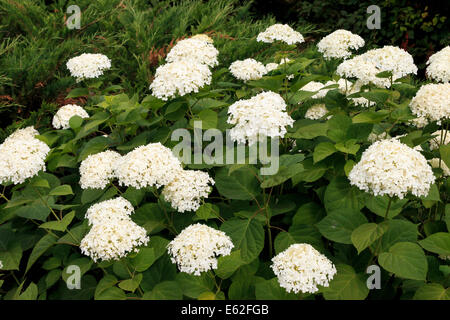 Hydrangea Arborescens Annabelle weiße Strauch Stockfoto