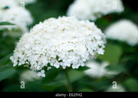 Hydrangea Arborescens Annabelle Nahaufnahme Stockfoto