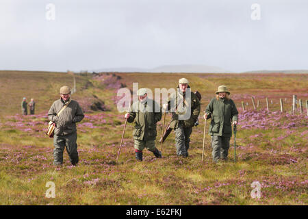 Moorhühner überqueren Moorland in Coverdale, Yorkshire Dales, Großbritannien 12.. August 2014. Grouse Shooting auf dem glorreichen Twelfth, der offiziellen Eröffnung der British Game Season, auf den Coverdale Grouse Moors. Das Datum selbst ist traditionell; die derzeitige Gesetzgebung, die es festschreibt, ist das Game Act 1831. Der Rothuhn ist der schnellste Vogel der Welt und schafft mit nur wenigen Flügelschlägen eine atemberaubende 80 mph, er ist einzigartig in Großbritannien und lebt allein auf den Heidemooren Nordenglands und Schottlands und auf den North Yorkshire Moors. Stockfoto