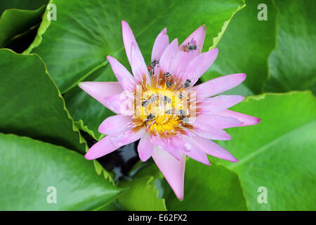 Das Leuchten einer Lilly Blume Wasser angezogen eine Legion von kleinen asiatischen Honigbienen, Thailand Stockfoto