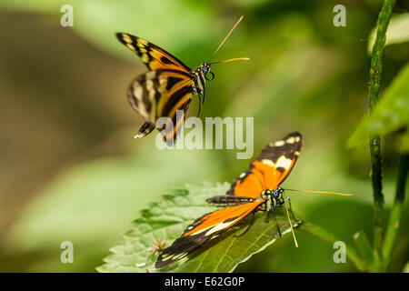 Ein paar Tiger gestreift Longwing Schmetterlinge Stockfoto