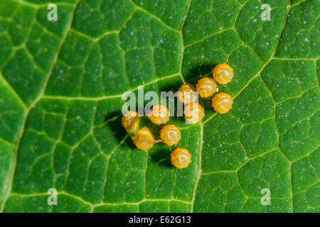 Eiern der gemeinsamen Eggfly Schmetterling Stockfoto