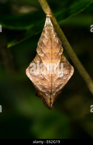 Eine Schmetterlingspuppe der Eule Schmetterling Stockfoto
