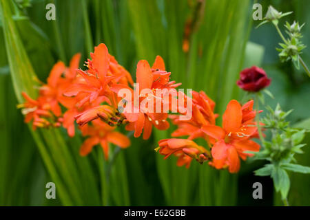 Crocosmia 'Orange Devil' Blumen in einem krautigen Grenze. Stockfoto