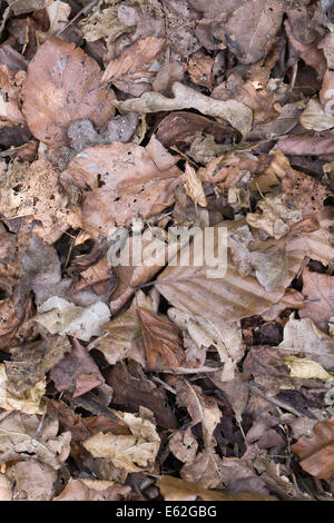 Laubstreu auf einem Komposthaufen. Stockfoto