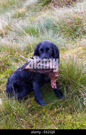 Englisch Cocker Spaniel hält Wildvogel; raues Schießen auf Coverdale Moors, Yorkshire Dales, Gundog hält geschossen Birkhühner im Mund während Grouse Shooting auf dem glorreichen Twelfth, offizielle Eröffnung der British Game Season, auf der Coverdale Mouse Moors. Das Datum selbst ist traditionell; die derzeitige Gesetzgebung, die es festschreibt, ist das Game Act 1831. Der Rothuhn ist der schnellste Vogel der Erde und schafft mit nur wenigen Flügelschlägen eine atemberaubende 80 mph, ist einzigartig in Großbritannien und lebt auf den Heidemooren Nordenglands und Schottlands und auf den North Yorkshire Moors UK Stockfoto