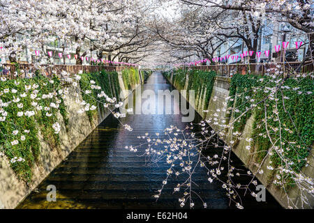 Tokyo, Japan am Meguro-Kanal in die Frühjahrssaison. Stockfoto