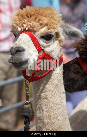 Alpaka in Ellingham & Ringwood Agricultural Society Annual Show im Somerley Park, Ellingham, Ringwood, Hampshire im August Stockfoto