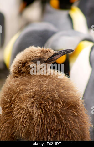 Ein König Pinguin Küken schläft auf Sandy Bay, Macquarie-Insel Stockfoto