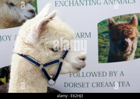 Der Ellingham & Ringwood Agrargesellschaft Jahresausstellung im Somerley Park, Ellingham, Ringwood, Hampshire, UK im August Stockfoto