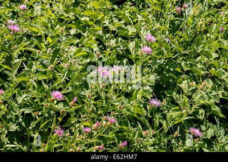 Centaurea Jacea, Brownray Flockenblume Stockfoto