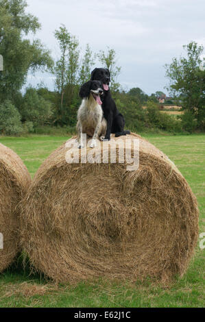 Labrador/Springer Kreuz und Springer Spaniel Hunde saßen auf einem Ballen Heu Stockfoto