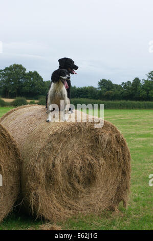 Labrador/Springer Kreuz und Springer Spaniel Hunde saßen auf einem Ballen Heu Stockfoto