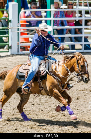 Cowboy zu Pferd konkurriert in der Tie-Down Abseilen Veranstaltung Chaffee County Fair & Rodeo Stockfoto