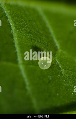 Ein Ei von der Tiger Leafwing Schmetterling Stockfoto